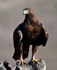a majestic golden eagle in spain
