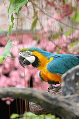 blue and yellow macaw ara © Olya