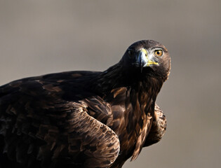 a majestic golden eagle in spain