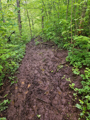 A spring season muddy hiking trail in the woods with lots of foot prints. Green plants, bushes and leaves surrounding the trail. © Stewart G Fleming