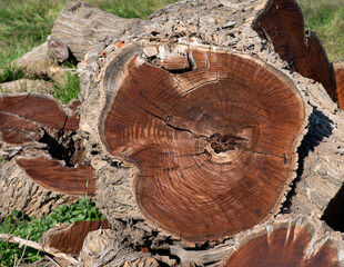 cross section of tree stump