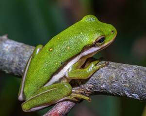 A Green Treefrog perches on a small branch.