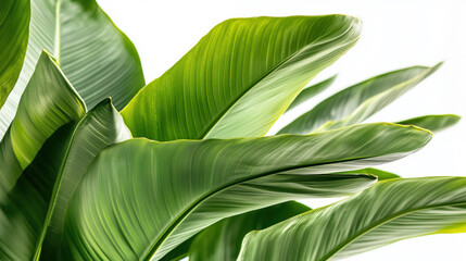 Close-up of vibrant green banana leaves on a white background