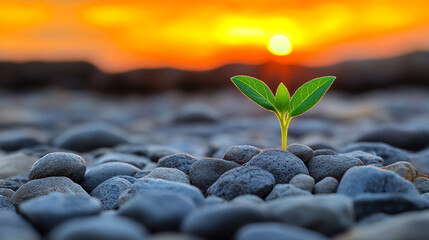A resilient green seedling emerges from a rocky surface, symbolizing new beginnings, growth, and perseverance. The modern blurred background with empty space highlights its strength and hope.

