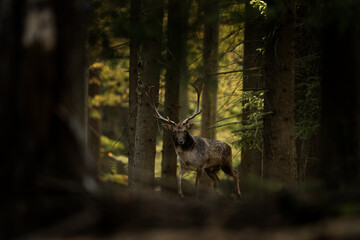 Male of fallow deer is walking through the forest. Deer during the rutting season. European wildlife.