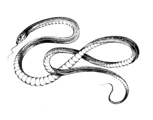 Snake tattoo design. Hand drawing tattoo illustration isolated on white background in vintage engraving style