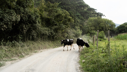 cows on the road