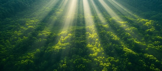 Obraz premium Sunlight Streaming Through Lush Green Forest Canopy Creating a Serene Natural Landscape