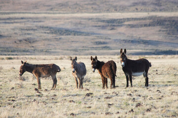 Four wild burros in the Smoke Creek Desert in Lassen County California near the Nevada State Line