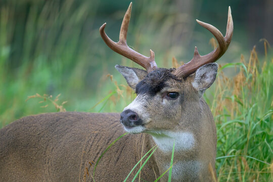 Deer in the forest in Alaska