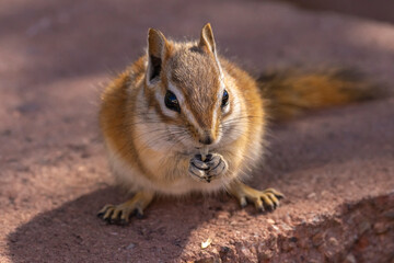 USA, Utah, Grand Staircase Escalante National Monument. Least chipmunk eating.