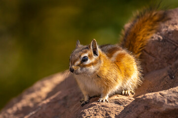 USA, Utah, Grand Staircase Escalante National Monument. Least chipmunk close-up.