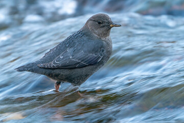 USA, Utah, Grand Staircase Escalante National Monument. American dipper bird in Calf Creek.