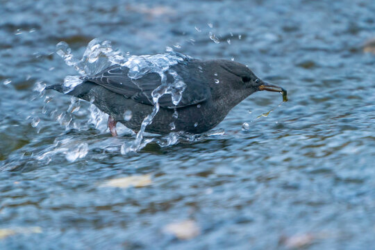 USA, Utah, Grand Staircase Escalante National Monument. American dipper bird in Calf Creek.