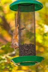 USA, Utah, Grand Staircase Escalante National Monument. Least chipmunk getting seeds from bird feeder.