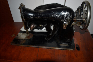 A black cat lying behind an old black sewing machine.