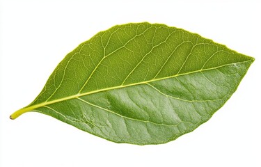 Single green leaf isolated, studio shot, white background, nature design