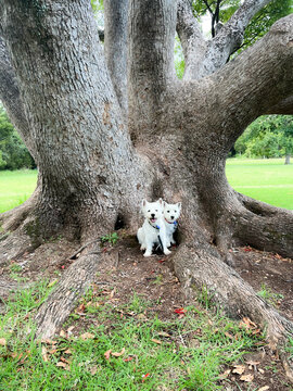 Two happy west highland white terrier westie dogs sitting under a large historical old tree in a park in Kerikeri, New Zealand