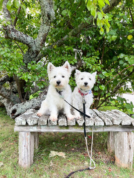 Two west highland white terrier westie dogs sitting under a huge old tree in a park in Kerikeri, New Zealand