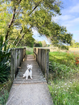 West highland white terrier westie dog sitting on a foot bridge on a path on a summer dog walk in Kerikeri countryside, New Zealand
