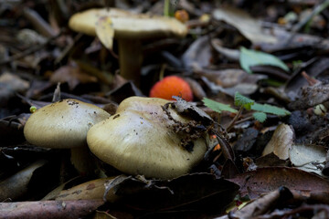 Blue-girdled webcap (Cortinarius collinitus) showing stem covered by bluish / lilac slime veil