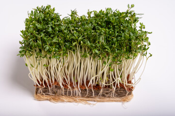 Healthy food, young sprouts plants of green cress grass salad herb ready for consumption