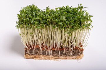 Healthy food, young sprouts plants of green cress grass salad herb ready for consumption