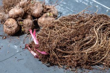 Spring and summer garden works - planting of summer different flowers, bulbs, seeds, roots