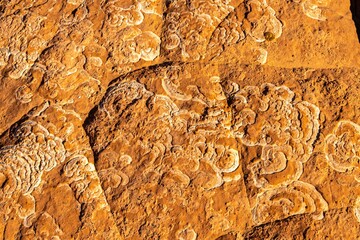 USA, Utah, Grand Staircase Escalante National Monument. Lichen patterns on sandstone.
