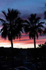 Two palm trees on sunset with pink sky