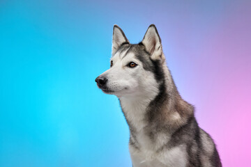 A Siberian Husky looks away thoughtfully, captured against a gradient of blue and pink tones. The scene emphasizes the dog's calm demeanor and stunning coat details.