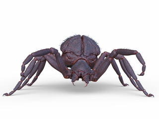 蜘蛛　3DCGレンダリング