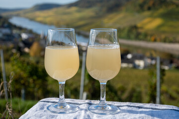 Autumn wine festival in Germany on Moselle river valley, tasting of federweisser young wine, neuer wein fermented freshly pessed auxerrois grape juice, or must. View on terraced vineyards.