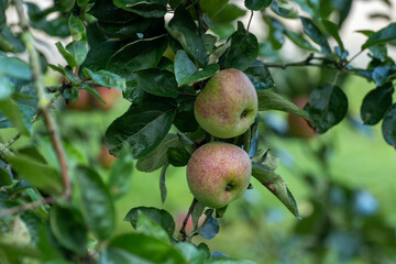 Ripe red organic apples on the tree in Provence, harvest time in France