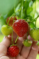 Hand with red strawberry, cultivation of berries in own garden, growing strawberries plants, red ripe berry
