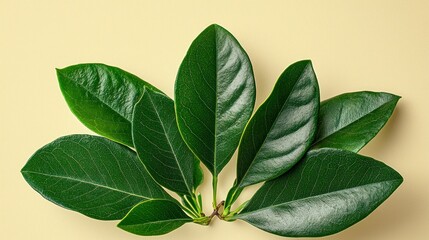 Obraz premium Green leaves arranged on pastel yellow background