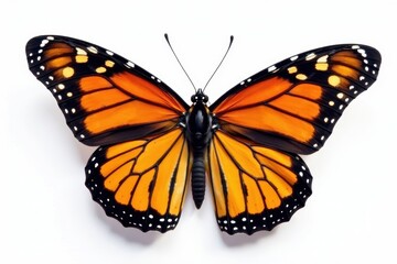 Fototapeta premium Delicate monarch butterfly wings spread wide, vibrant colors against pure white , close-up, insect