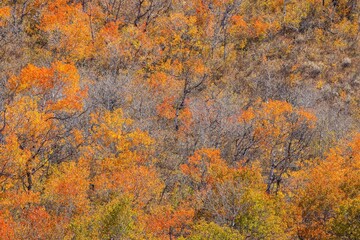 USA, Utah, Woodruff. Highway 39 towards Ogden, canyon maple in Fall Color