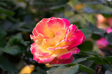 Spring Concept, Bright Color Blooming Rose