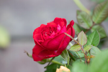 Spring Concept, Bright Color Blooming Rose