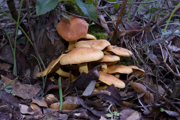 mushrooms in the forest Laughing Gym, Laughing Cap, Laughing Jim, Spectacular Rustgill (Gymnopilus junonius, Gymnopilus spectabilis), fruiting bodies at dead wood. Sardinia, Italy