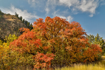 Fototapeta premium USA, Utah, Highway 89 Logan Canyon with Canyon Maples in fall colors