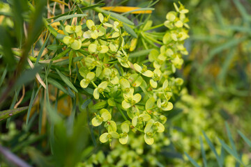 Inflorescence of Euphorbia regis-jubae plant at sunny day