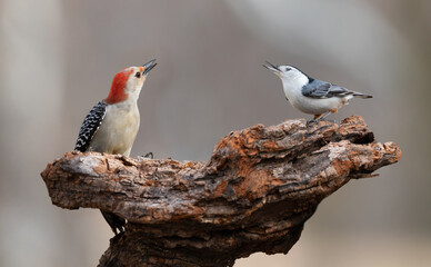 woodpecker and nuthatch on a wooden perch