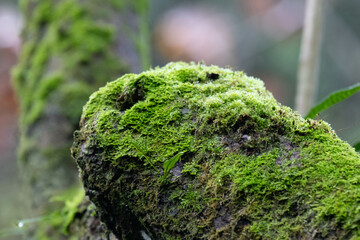 Rainforest Concept, Green Moss on the Tree