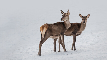 A Red Deer Doe With A Fawn(Cervus elaphus)