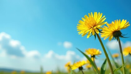 Fototapeta premium Golden dandelions against a cloudless azure sky , blossom, bright