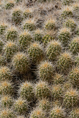 USA, Utah. San Rafael Swell Recreation Area, claret cup cactus (Echinocereus triglochidiatus).