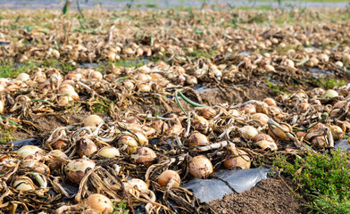 Rows of harvested onion on vegetable field. Onion crop on soil.