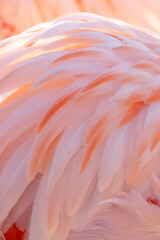 USA, Utah. Flamingos feathers detail.